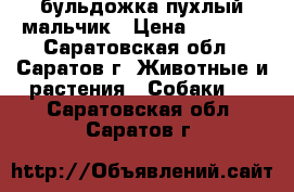 бульдожка пухлый мальчик › Цена ­ 7 000 - Саратовская обл., Саратов г. Животные и растения » Собаки   . Саратовская обл.,Саратов г.